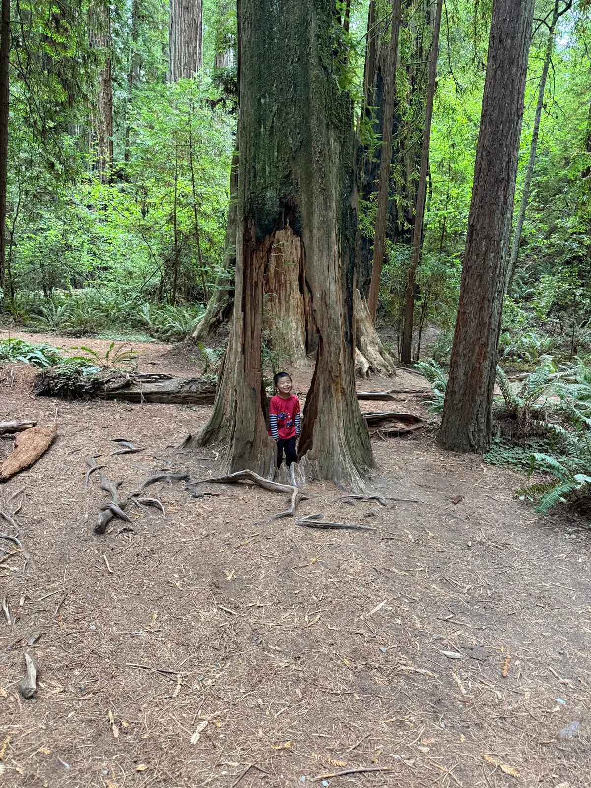 Hollow tree
